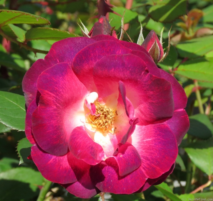 'Cancan ™ (LCl, Radler, 2001)' rose photo
