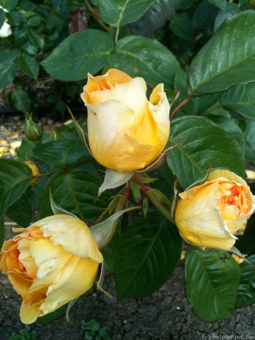 'Summertime (hybrid tea, Meilland Richardier, 2011)' rose photo