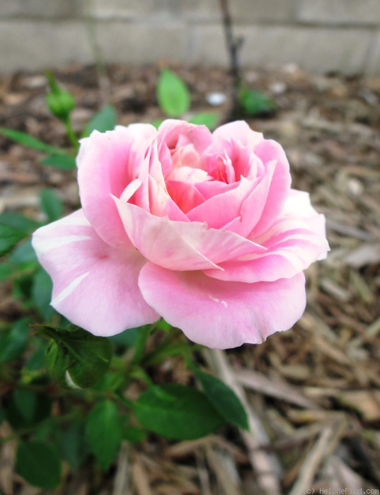 'Peppermint Parfait (Miniature, Moore, 1992)' rose photo