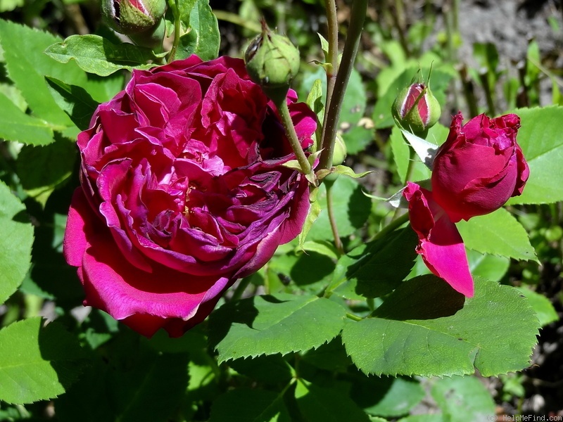 'Alfred Colomb ' Rose Photo