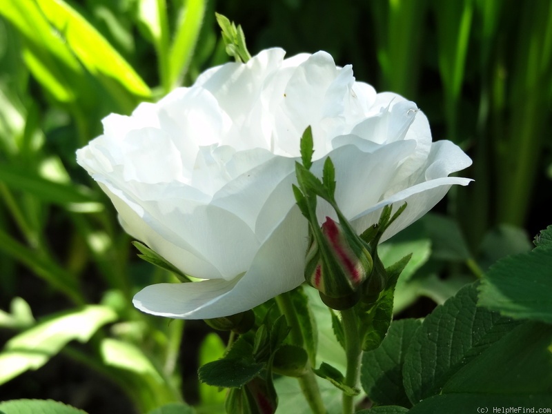 'Lac Majeau' rose photo