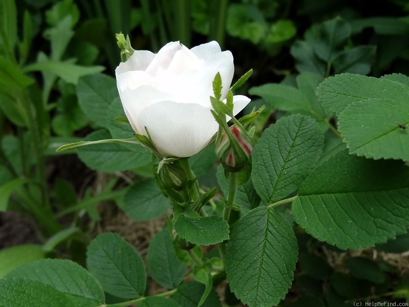 'Lac Majeau' rose photo