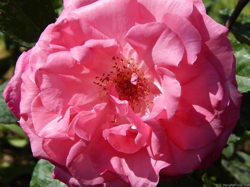 'Eiffel Tower' rose photo