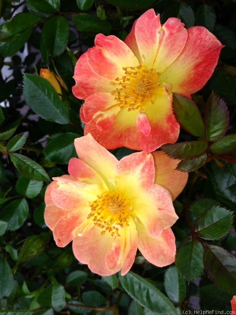 'Paprika (shrub, Warner, 1991)' rose photo