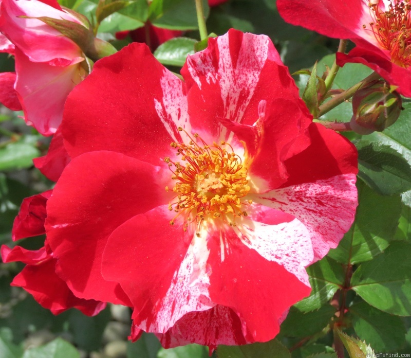 'Fourth of July' rose photo