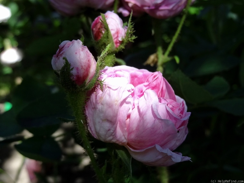 'Salet (Moss, Lacharme, 1854)' rose photo