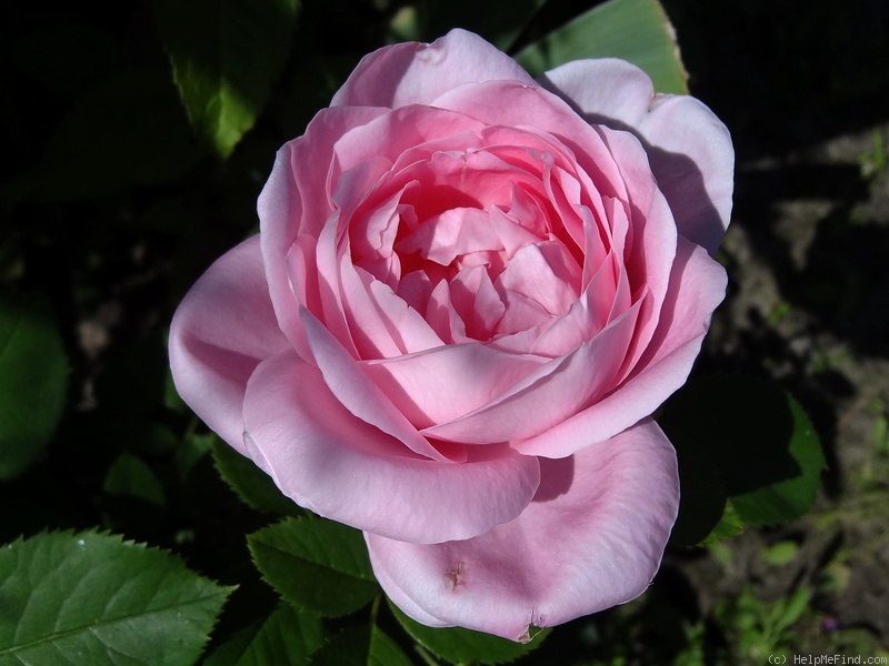 'Baroness Rothschild' rose photo