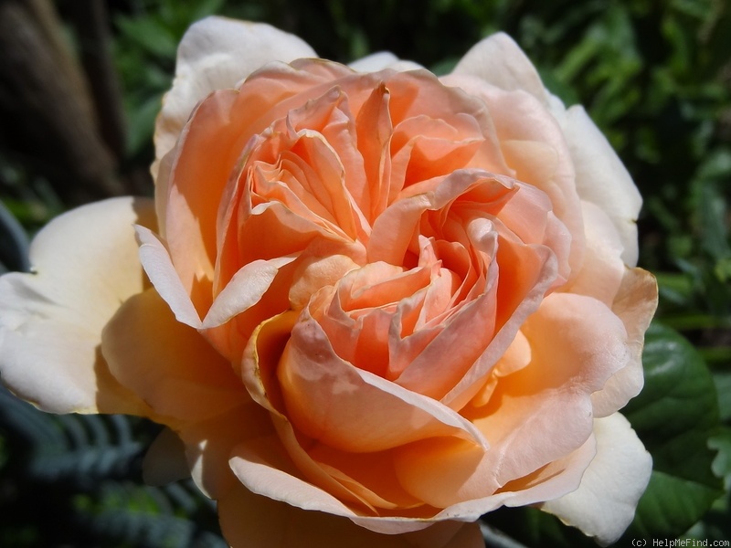 'Antico Amore ®' rose photo
