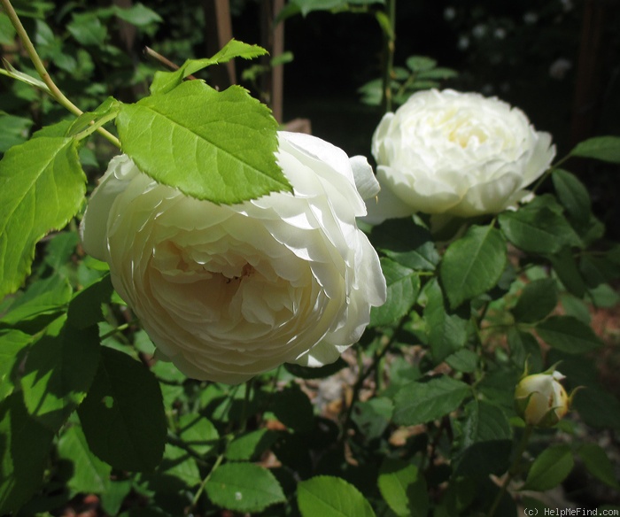 'Claire Austin' rose photo
