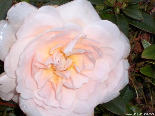 'Crystal Palace ® (floribunda, Poulsen, 1989)' rose photo