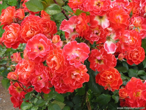 'Tango (shrub, McGredy, 1983)' rose photo