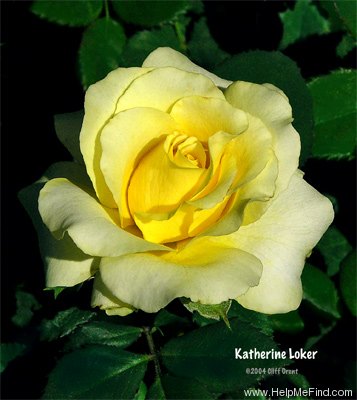 'Katherine Loker (Floribunda, Christensen Swim, 1978)' rose photo