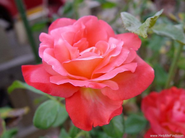 'Voodoo (hybrid tea, Christensen, 1988)' rose photo