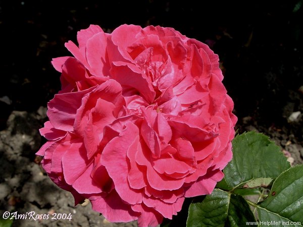 'Christina Nilsson' rose photo