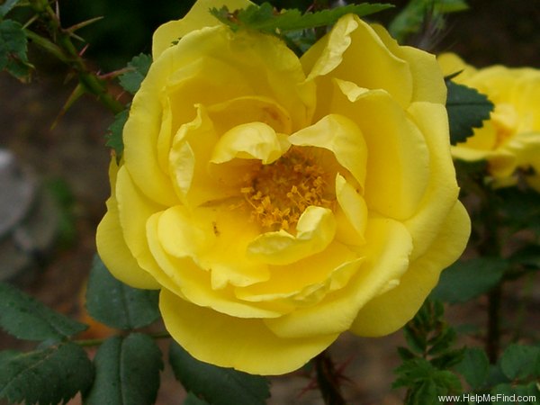 '<i>Rosa foetida</i> f. <i>persiana</i> hort. ex Rehder' rose photo