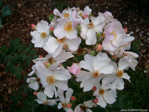 'Kathleen (hybrid Musk, Pemberton 1922)' rose, click to enlarge 'Kathleen (hybrid Musk, Pemberton 1922)' rose photo