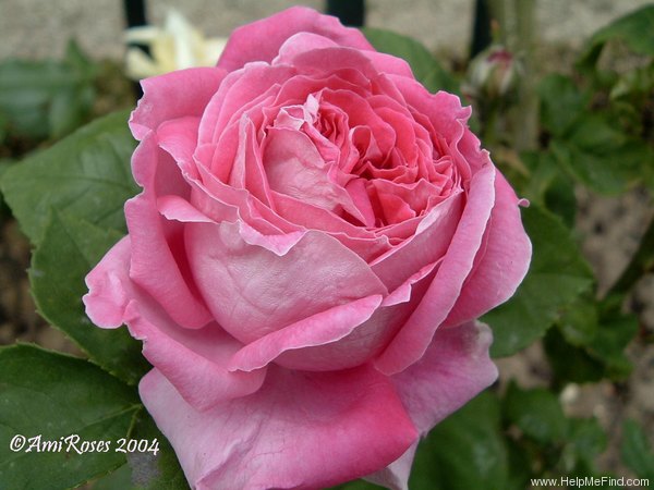 'Louis Philippe Albert d'Orléans' rose photo