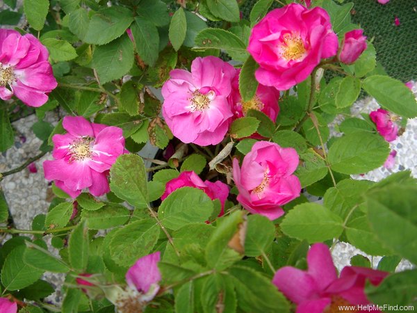 'Duchesse de Portland' rose photo