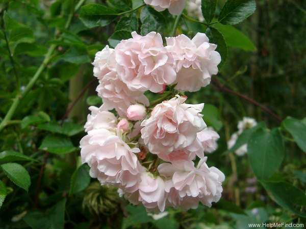 'Rosenholm ™' rose photo