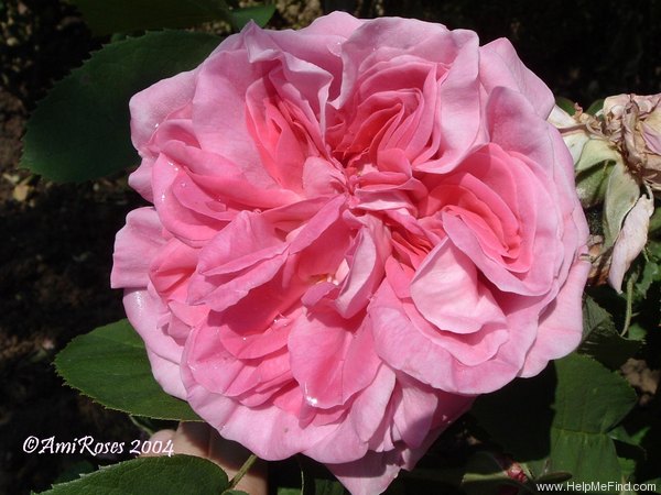 'Miss Hassard' rose photo