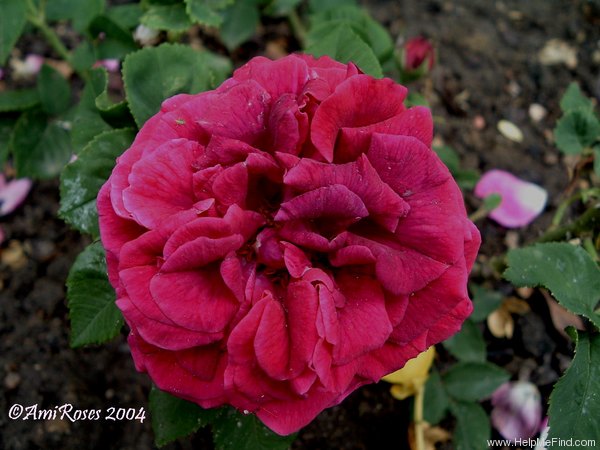 'Mademoiselle Gabrielle Péronny' rose photo