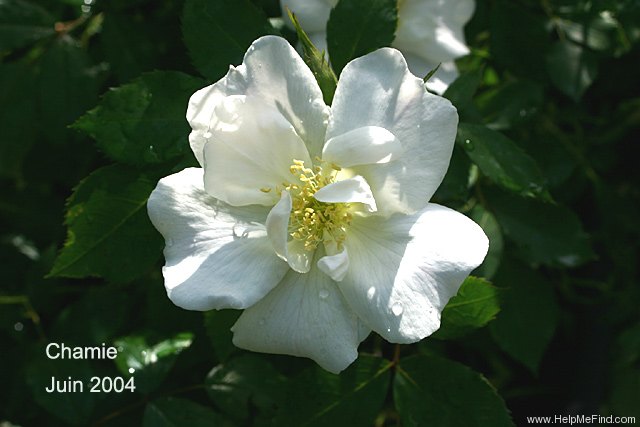 'Morden Snow Beauty' rose photo
