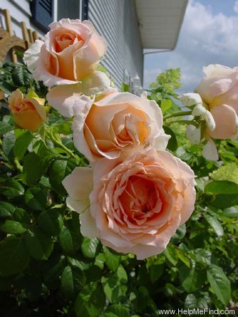 'Polka ™ (climber, Mouchotte/Meilland 1991)' rose photo