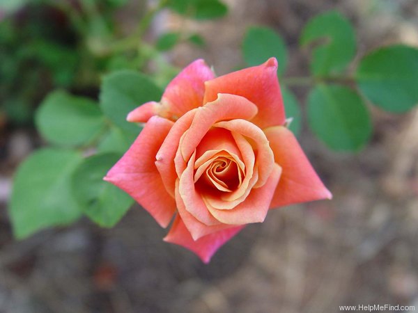 'Old Country Charm' rose photo