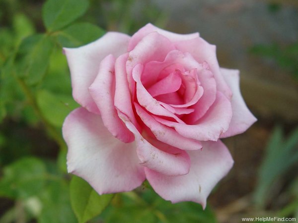 'Esme Euvrard' rose photo