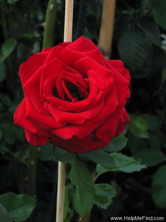 'Five Roses' rose photo