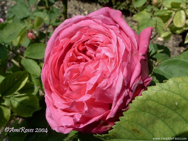 'Madame Georges Vibert' rose photo