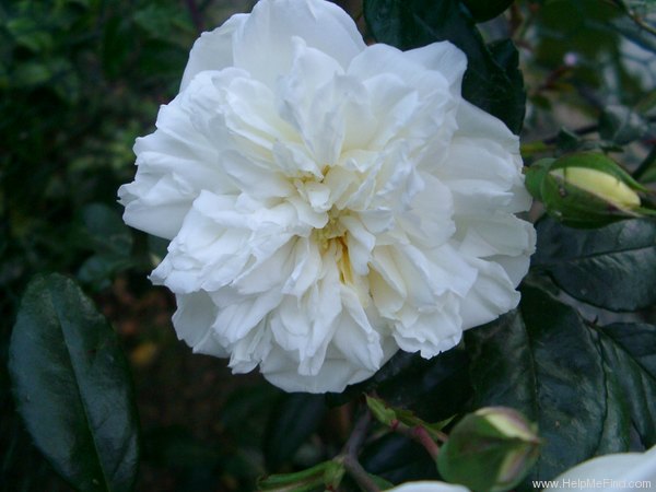 'Albéric Barbier (Rambler, Barbier, 1900)' rose photo