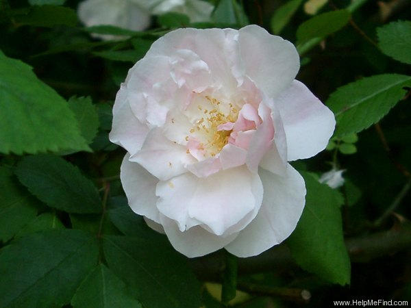 '<i>Rosa arvensis splendens</i>' rose photo