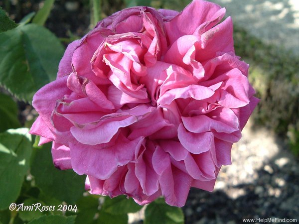'Auguste Hartmann' rose photo