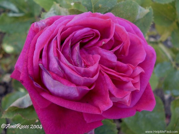 'Mademoiselle Marie Rady' rose photo