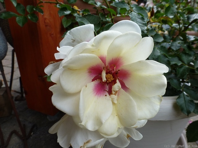 'CHEwjackbelt' rose photo