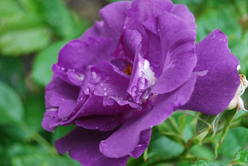 'Rhapsody in Blue ™' rose photo