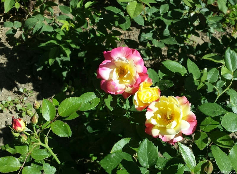 'Campfire (floribunda, MordenExp. Farm, 2003)' rose photo