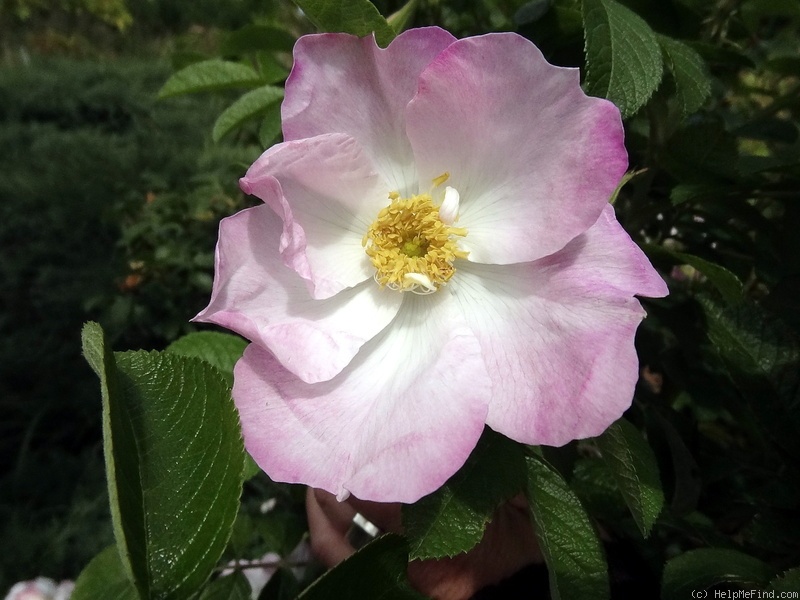 'Jabloňový květ' rose photo