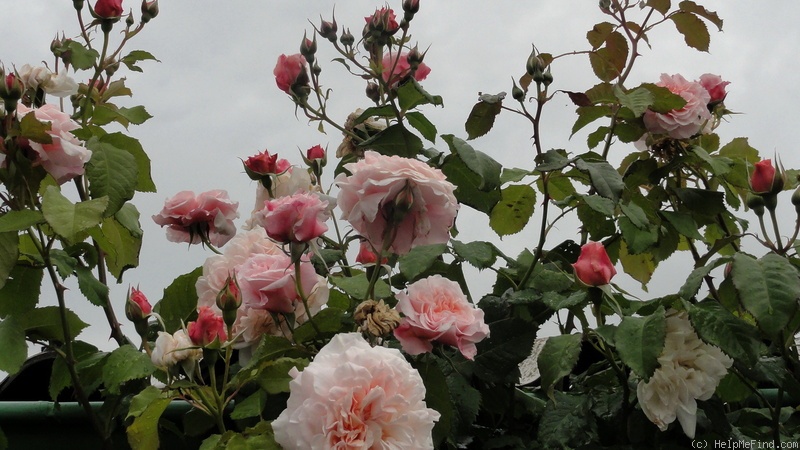 'Rose de Tolbiac' rose, click to enlarge 'Rose de Tolbiac' rose photo