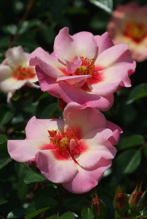 'CHEweyesup' rose photo