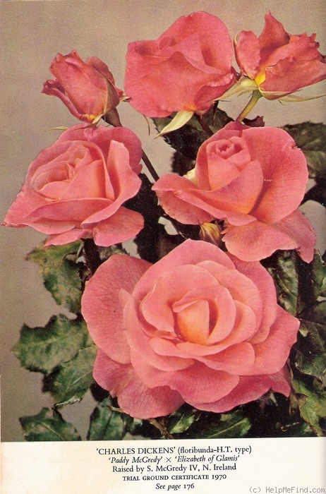 'Charles Dickens (floribunda, McGredy, 1964)' rose photo