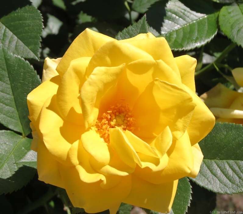 'Shockwave™ (Floribunda, Carruth 2006)' rose photo