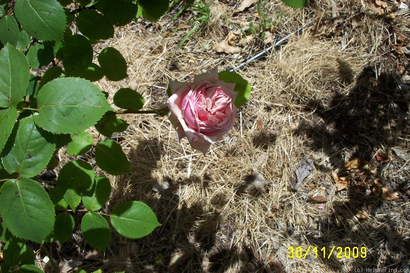 'Rhodologue Jules Gravereaux' rose photo