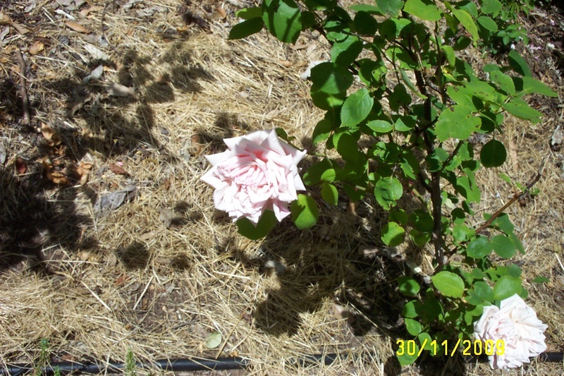 'Rhodologue Jules Gravereaux' rose photo