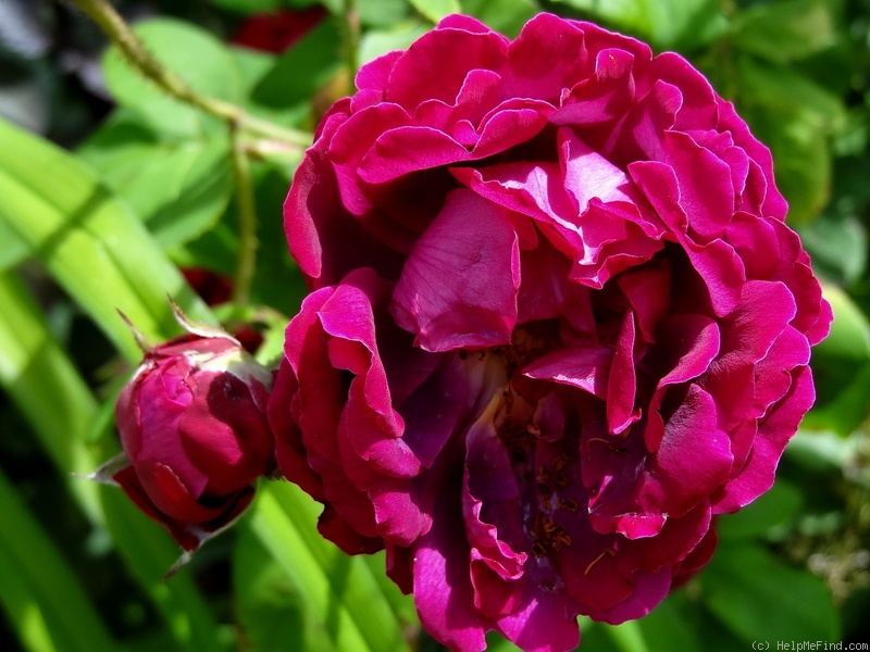 'Souvenir de Pierre Vibert' rose photo