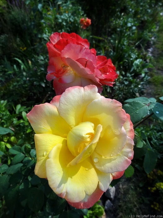 'Vatican ® (hybrid tea, Delbard-Chabert, 1967)' rose photo