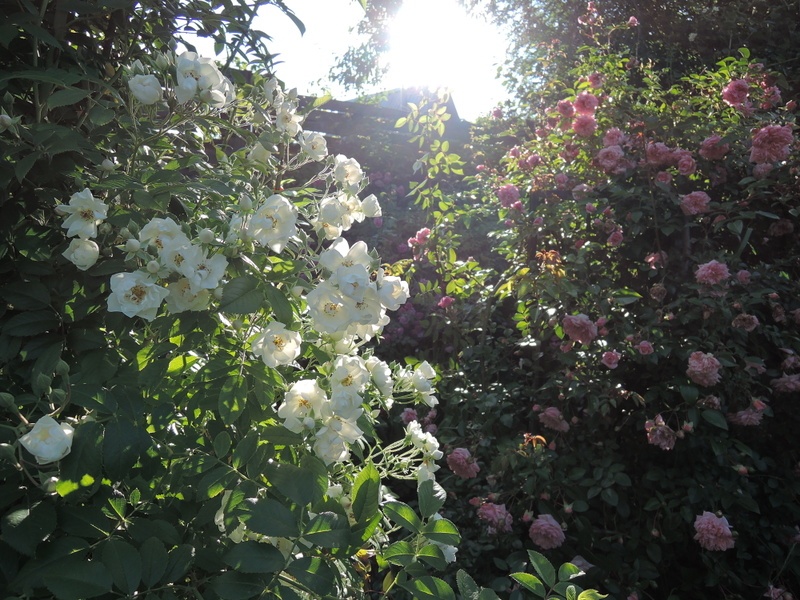 'Aliceanna & Rose Garden'  photo