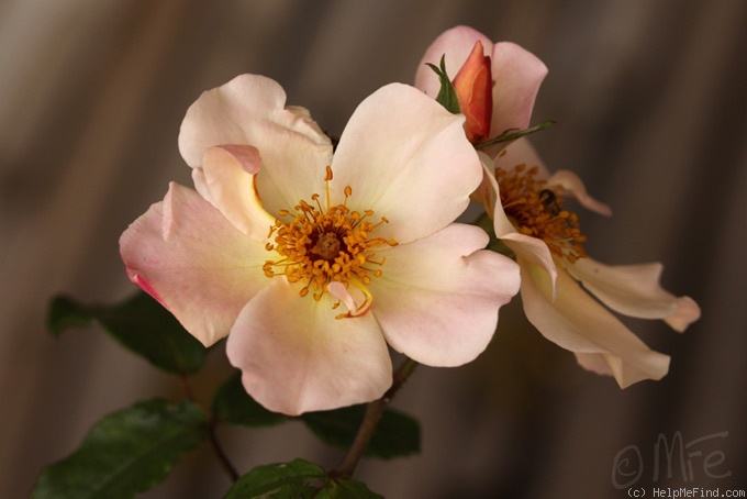'Jardins d'Aywiers' rose, click to enlarge 'Jardins d'Aywiers' rose photo