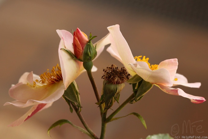'Jardins d'Aywiers' rose photo